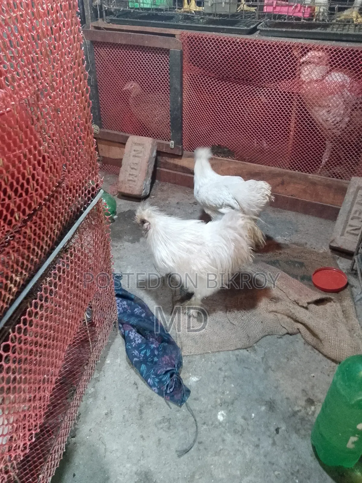 American Silky