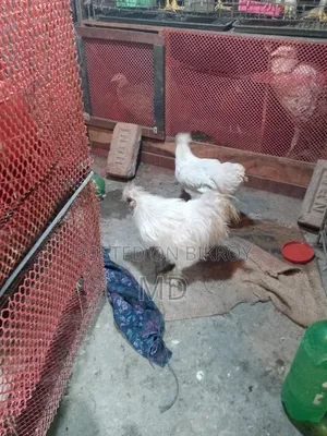 American Silky