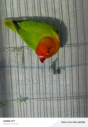 Lovebird Fisher