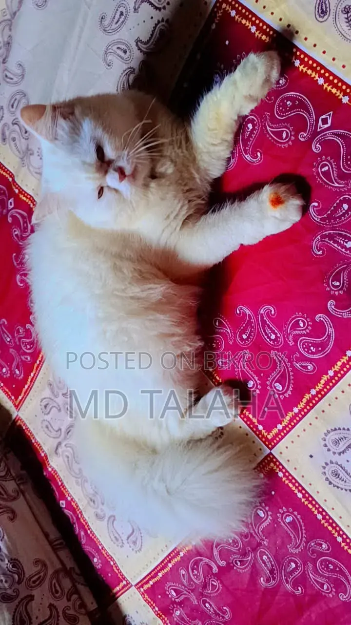 1+ year Male Purebred Bengal