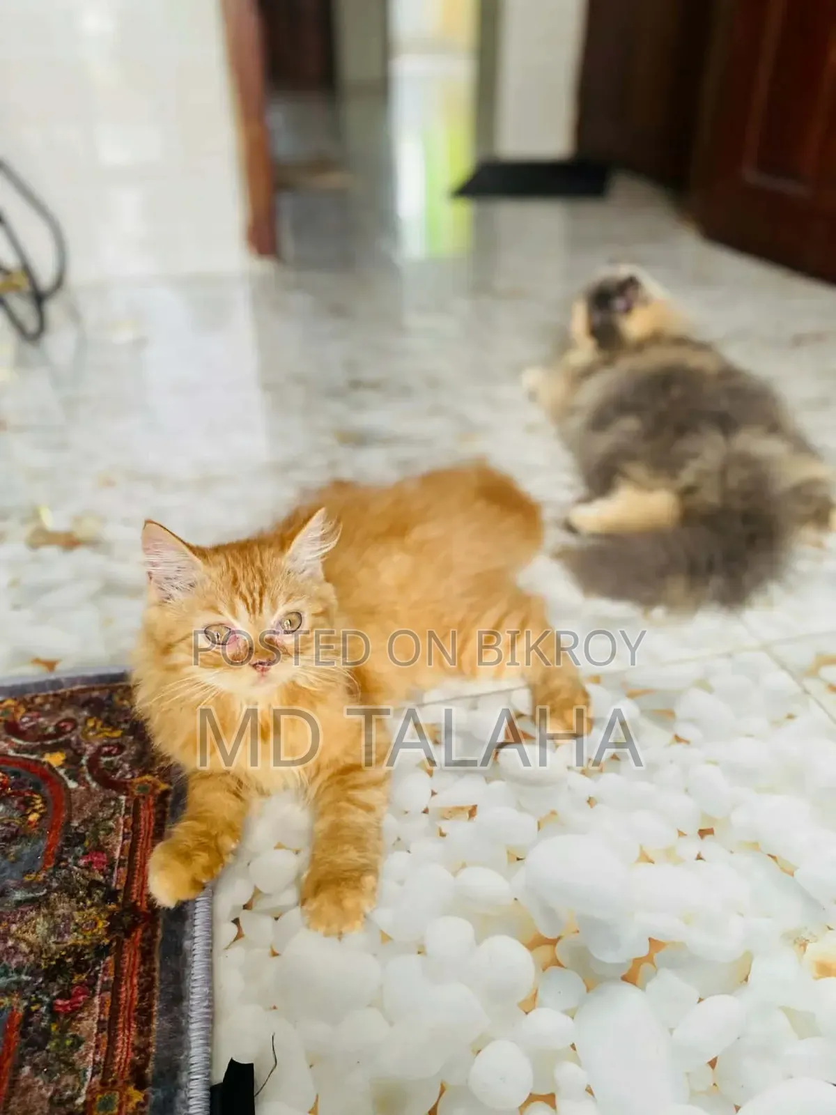 1+ year Male Purebred Bengal