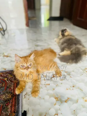 1+ year Male Purebred Bengal