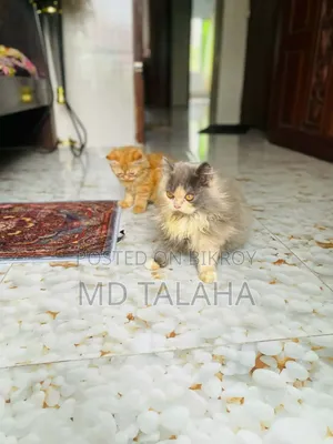 1+ year Male Purebred Bengal
