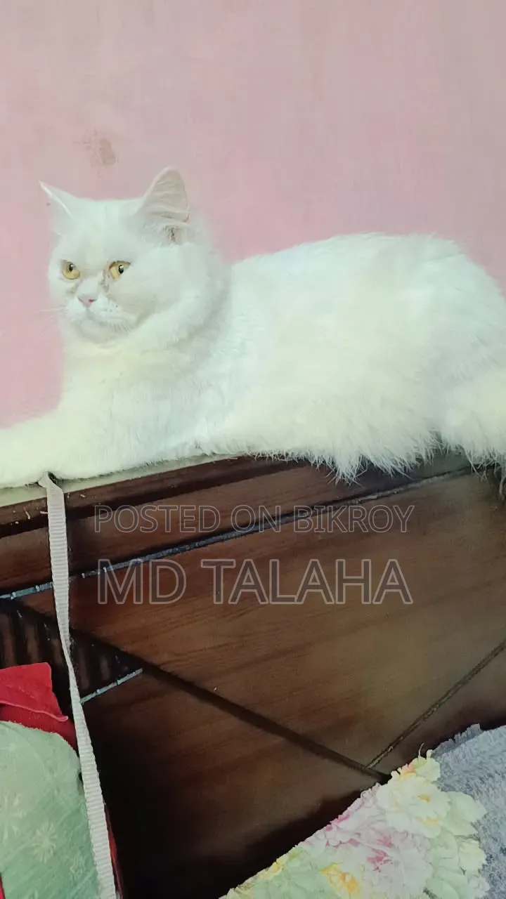 1+ year Male Purebred Bengal