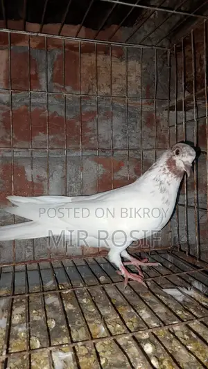 Lalpilong Kobitor