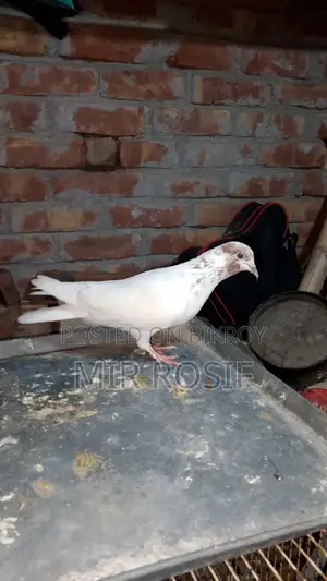 Lalpilong Kobitor