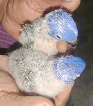 পাখির বাচ্চা