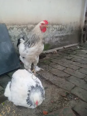 ব্রাহমা মুরগি