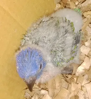 Birds Baby