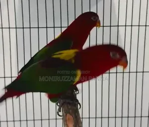 টেইম সাইজ চ্যাটারিং লরি