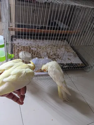 Cockatiel Fully Tame
