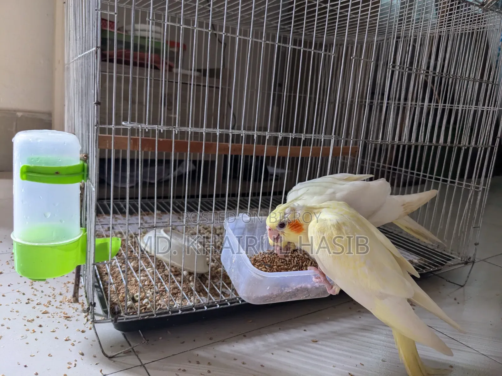 Cockatiel Fully Tame