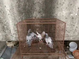 রেসার ৪পিস নর