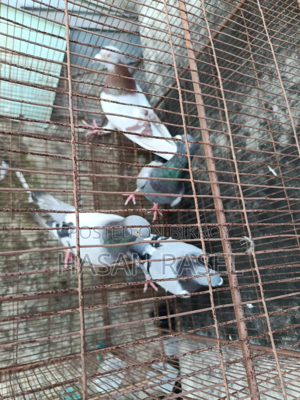 রেসার ৪পিস নর