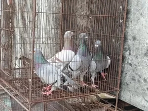 রেসার ৪পিস নর