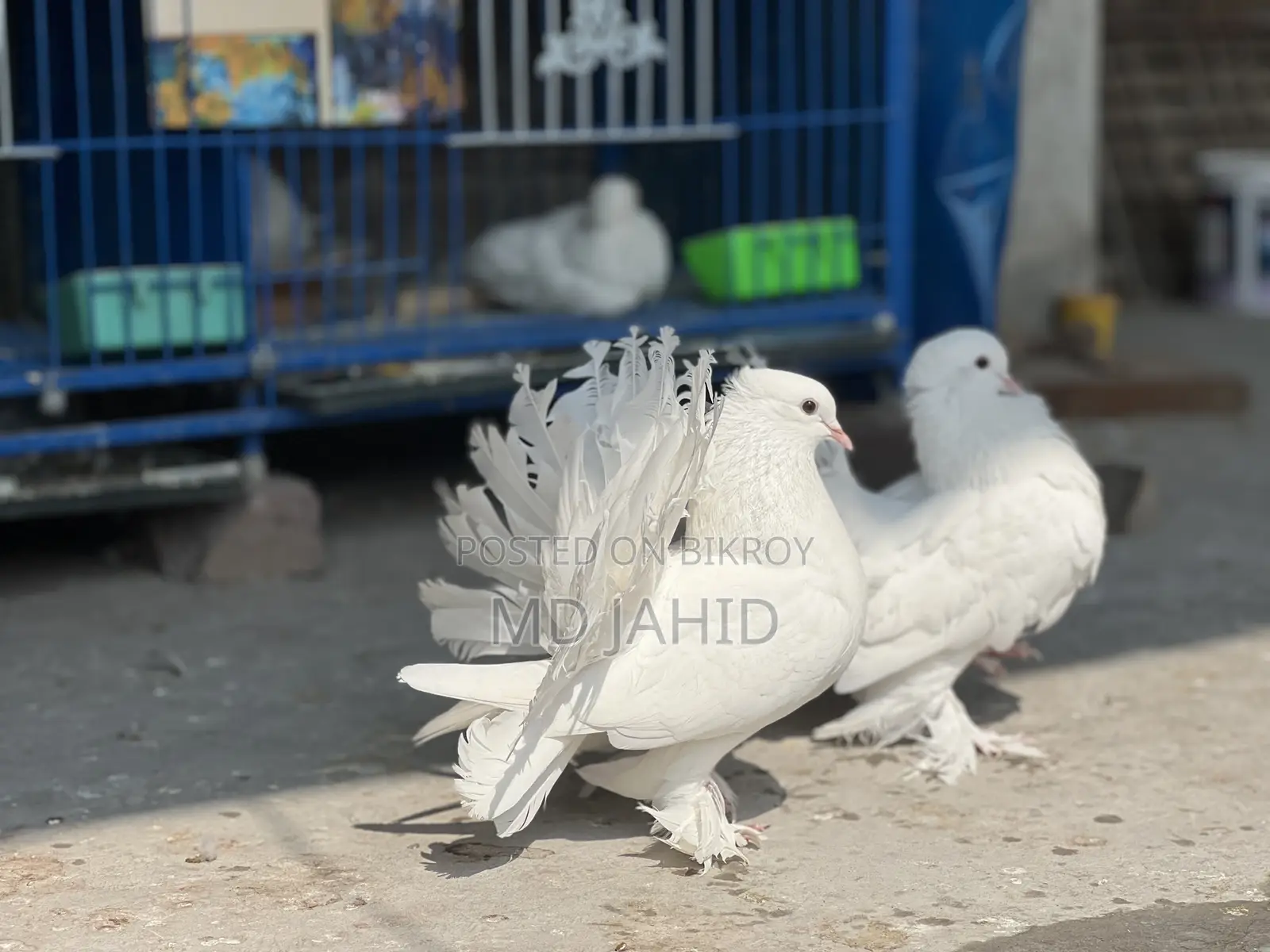 ৩টি লক্ষ্যা কবুতর