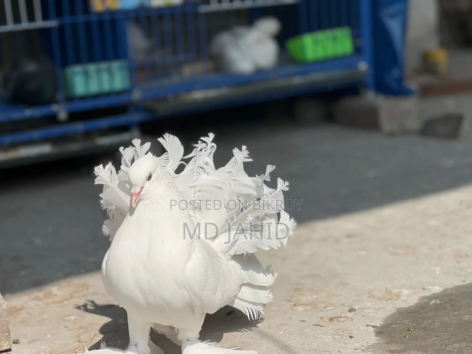 ৩টি লক্ষ্যা কবুতর