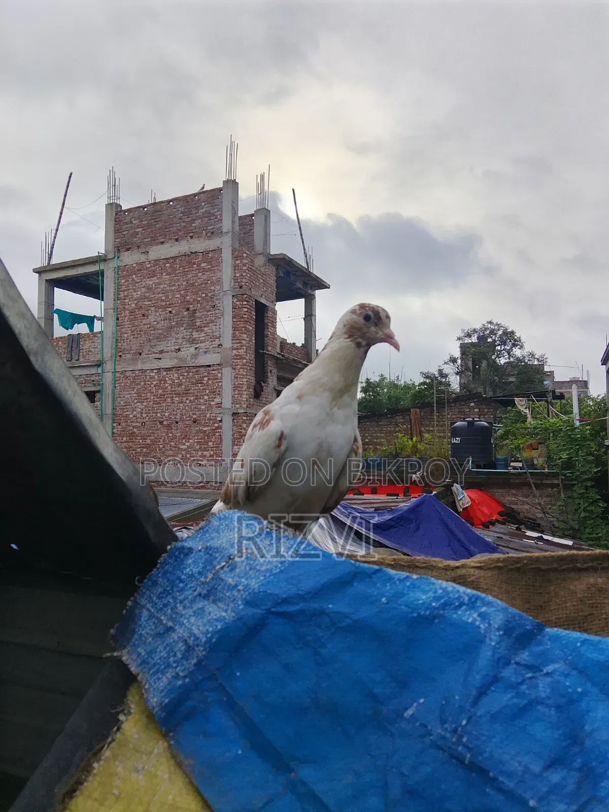 গিরিবাজ কবুতর