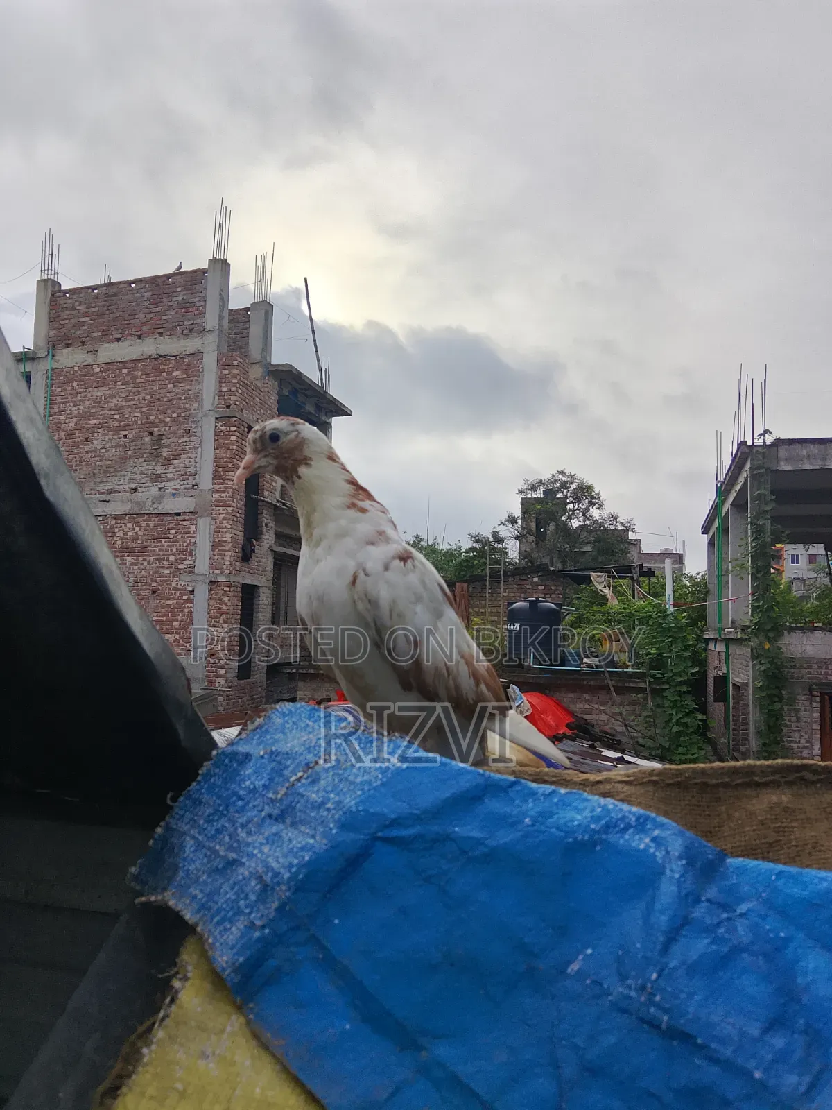 গিরিবাজ কবুতর