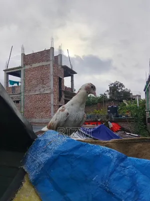 গিরিবাজ কবুতর