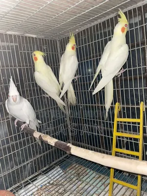 Cocatail Bird
