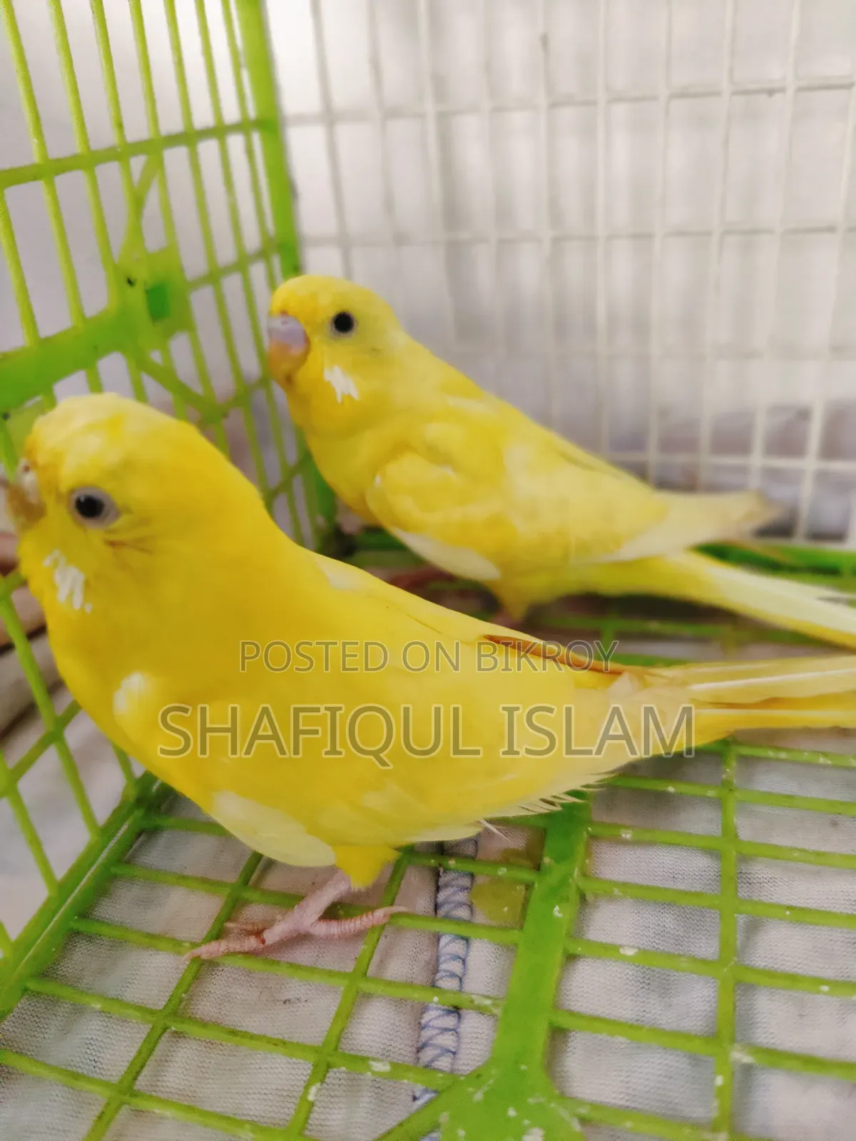 বাজরিগার পাখি