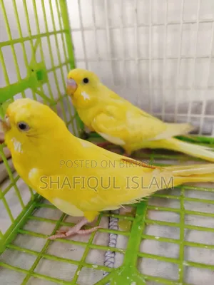 বাজরিগার পাখি