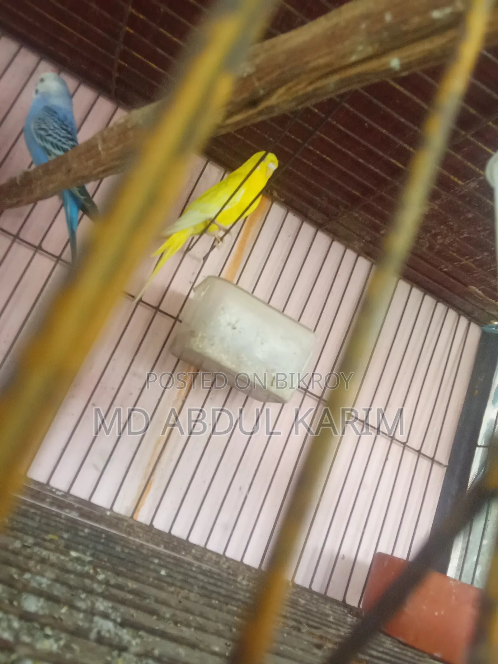 বাজিগর পাখি