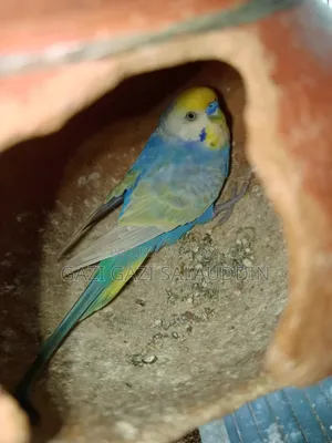 রেইনবো সহ সকল বাজিগর বিক্রি করবো