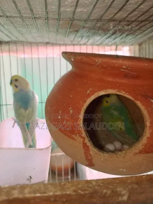 রেইনবো সহ সকল বাজিগর বিক্রি করবো