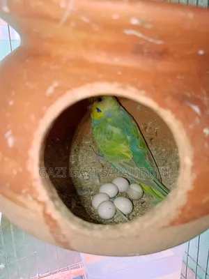 রেইনবো সহ সকল বাজিগর বিক্রি করবো