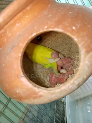 রেইনবো সহ সকল বাজিগর বিক্রি করবো