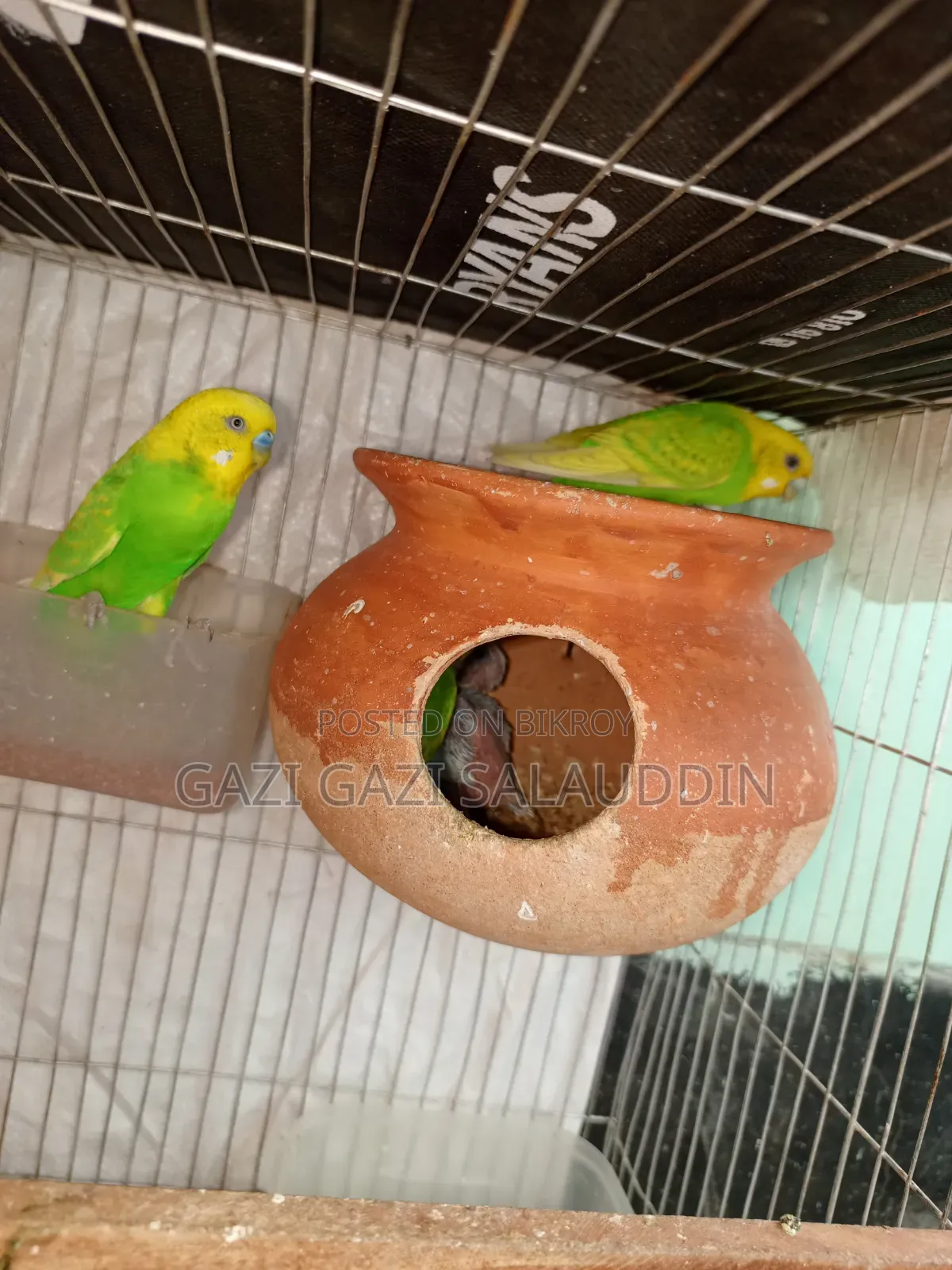 রেইনবো সহ সকল বাজিগর বিক্রি করবো