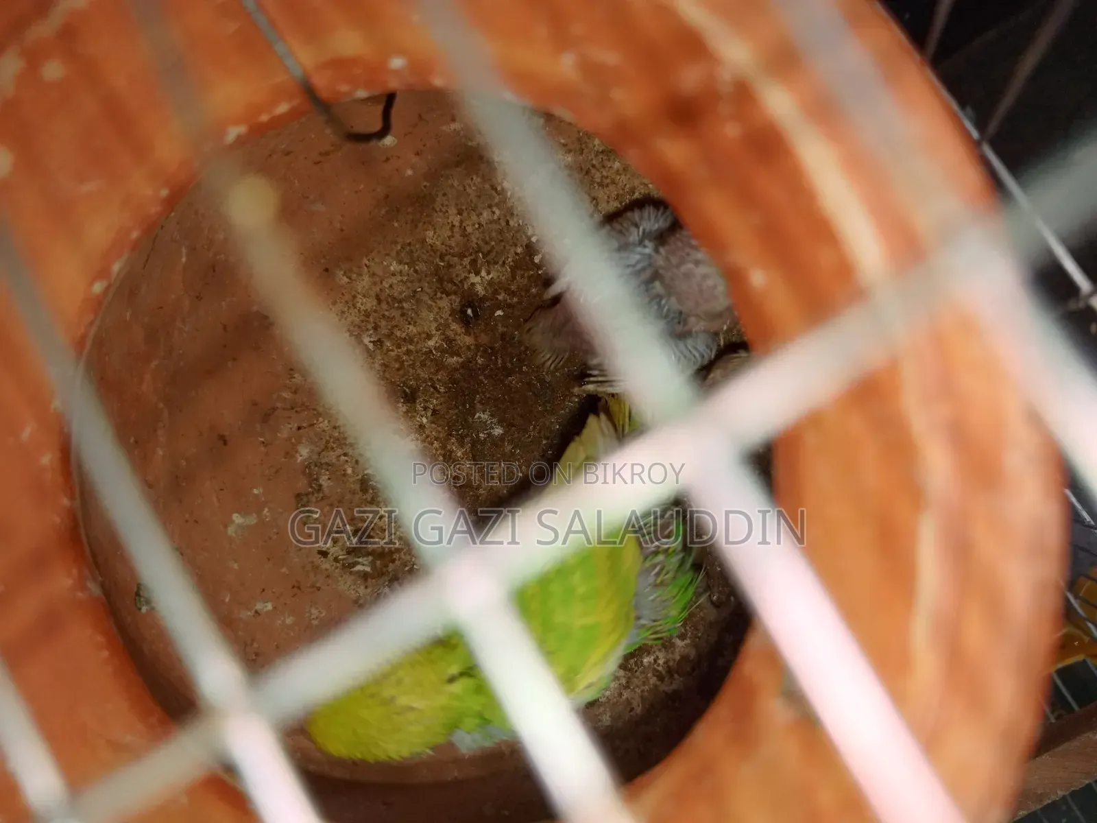 রেইনবো সহ সকল বাজিগর বিক্রি করবো