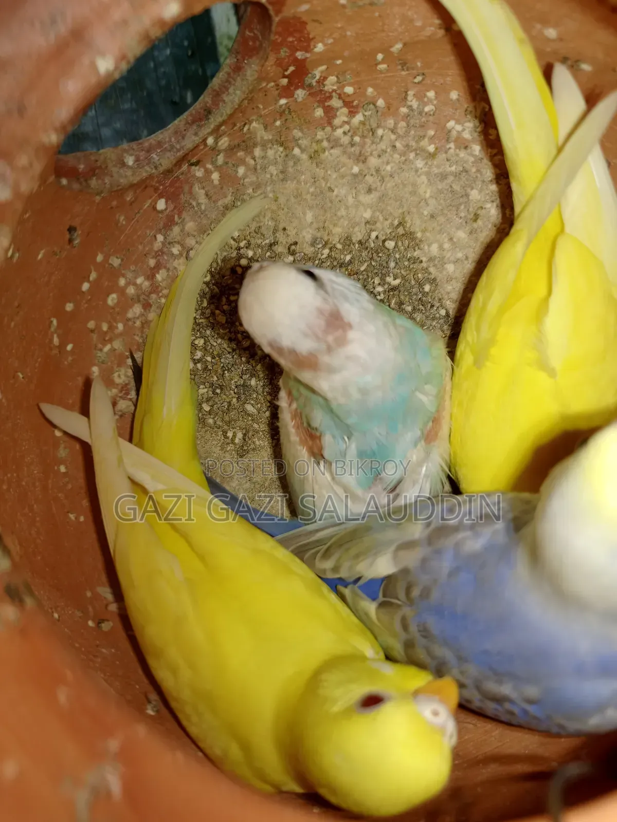 রেইনবো সহ সকল বাজিগর বিক্রি করবো