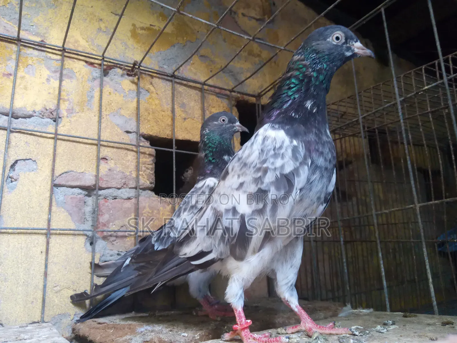 লালপাড়ি রানিং