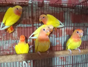 রেড হেড ওপলাইন লাভ বার্ড বেবি
