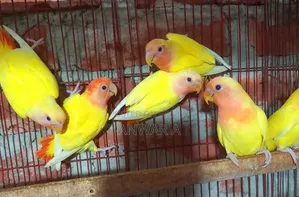 রেড হেড ওপলাইন লাভ বার্ড বেবি