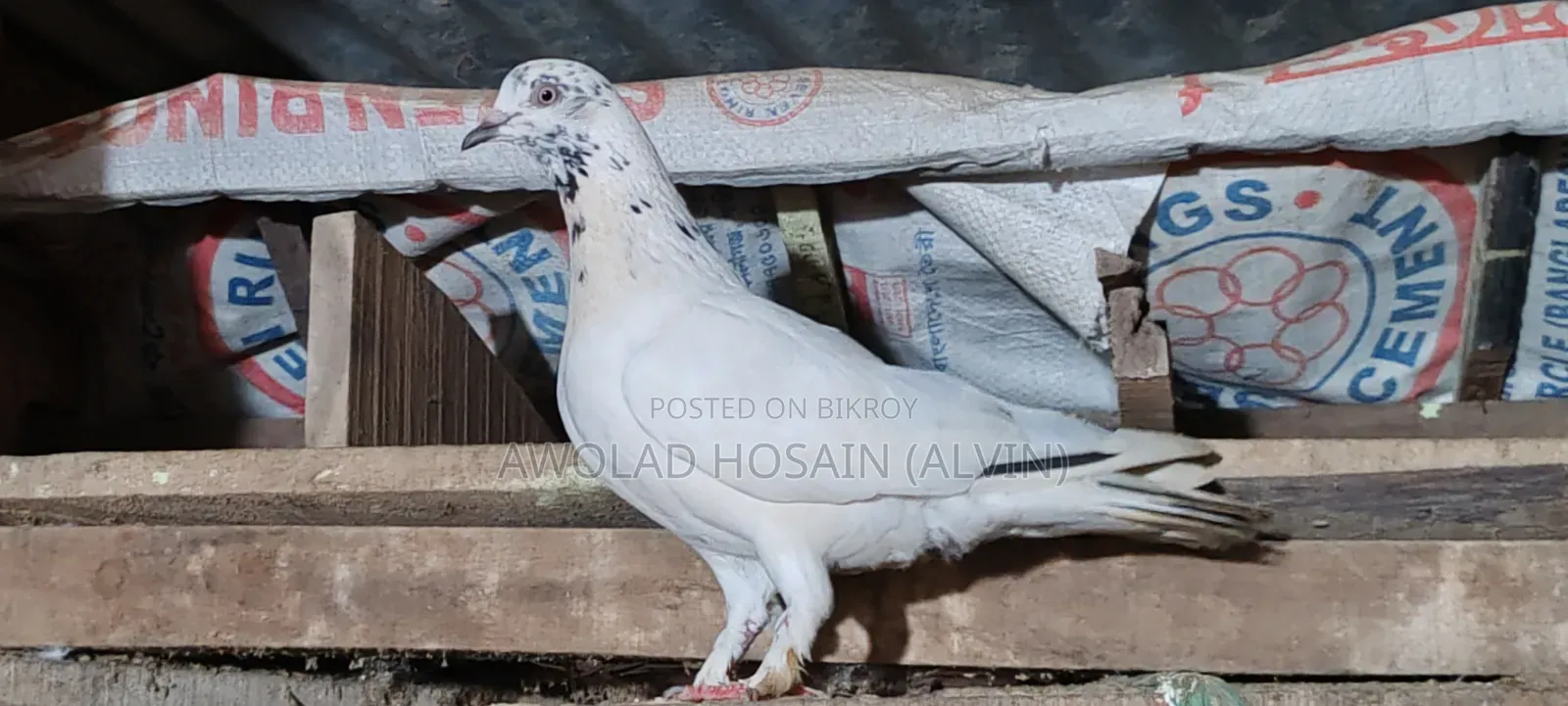 কবুতর গিরিবাজ
