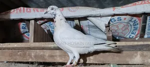 কবুতর গিরিবাজ