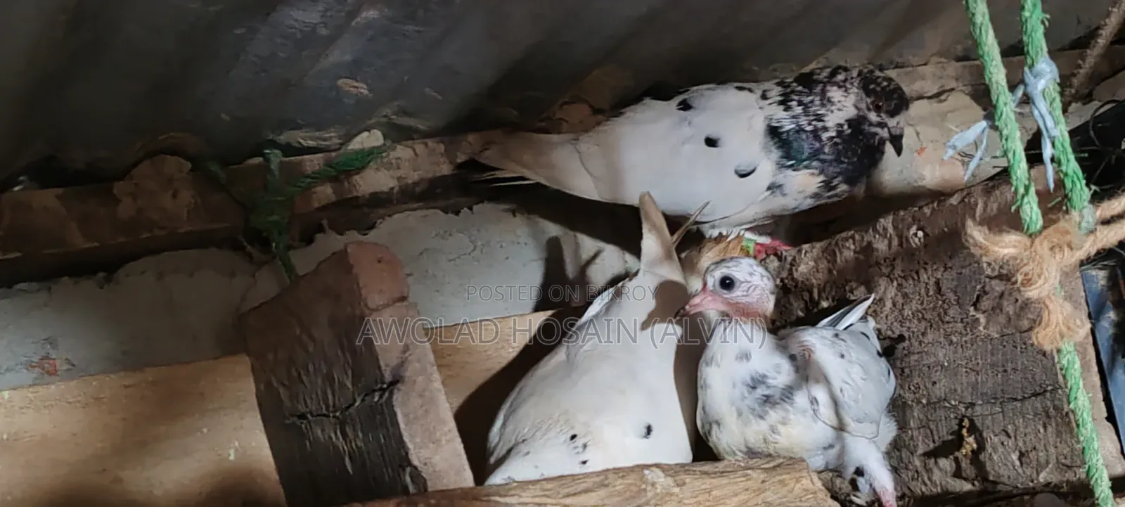 কবুতর গিরিবাজ