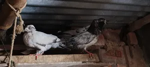 কবুতর গিরিবাজ