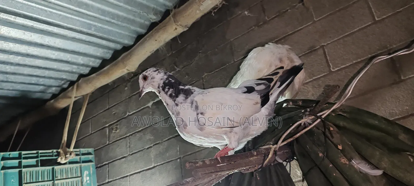 কবুতর গিরিবাজ