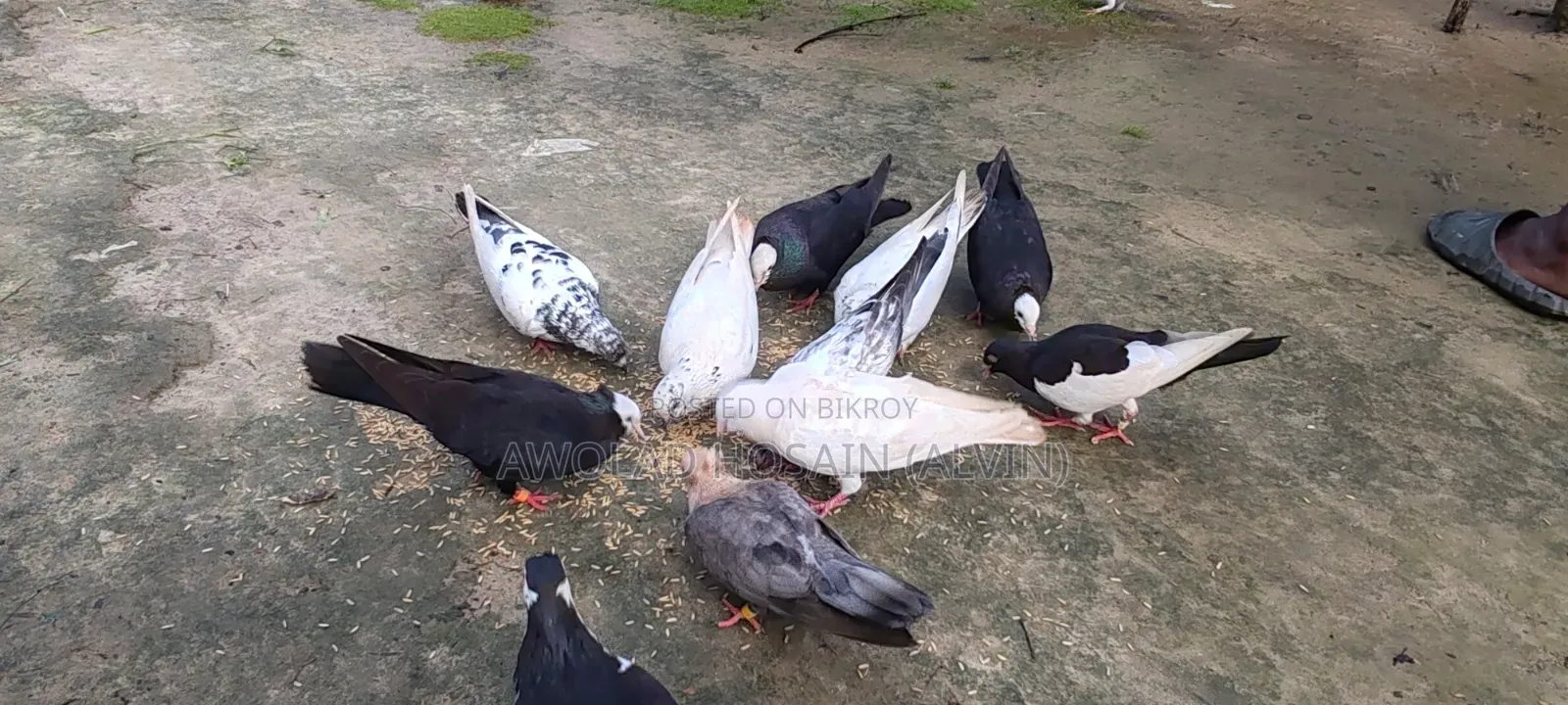 কবুতর গিরিবাজ