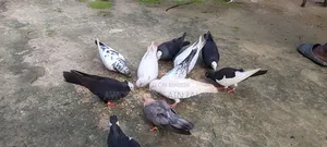 কবুতর গিরিবাজ