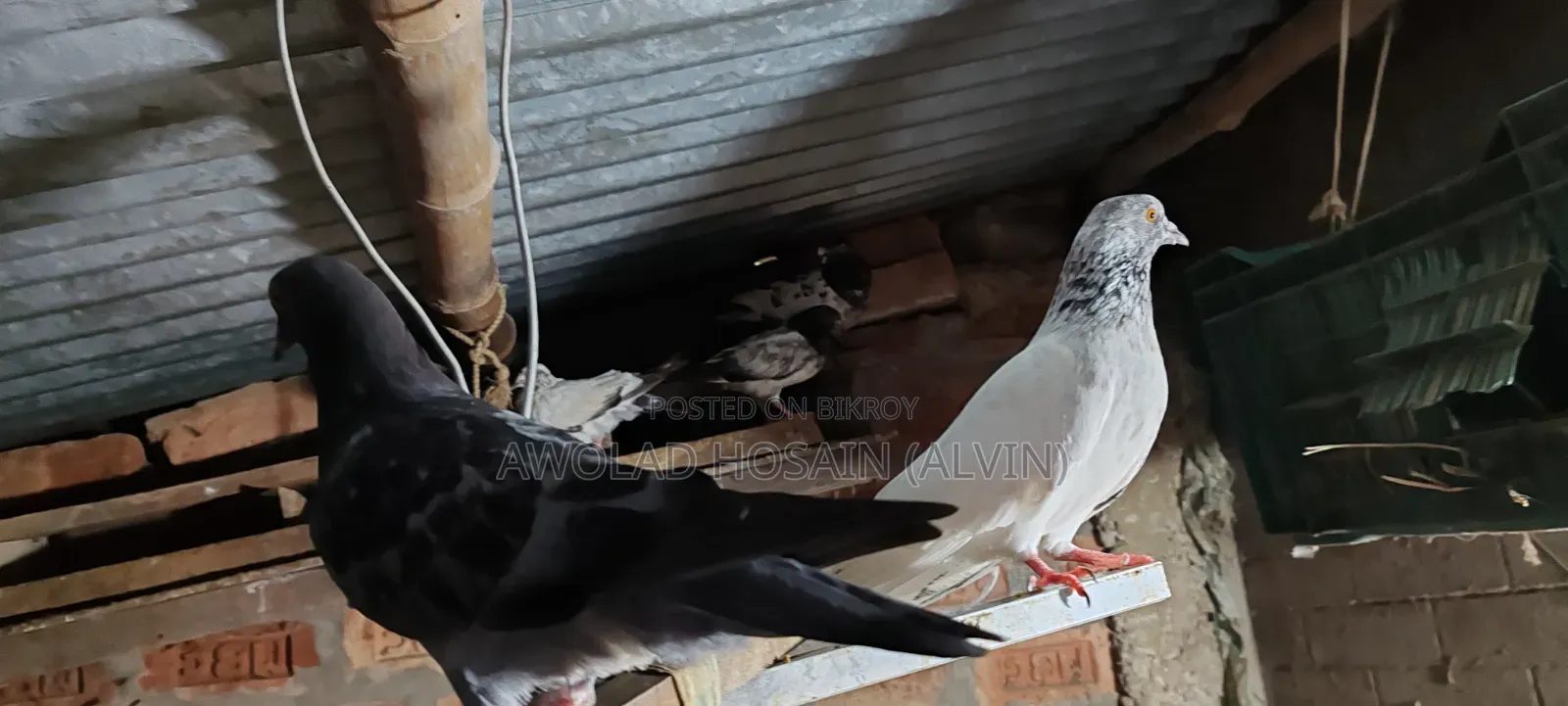 কবুতর গিরিবাজ