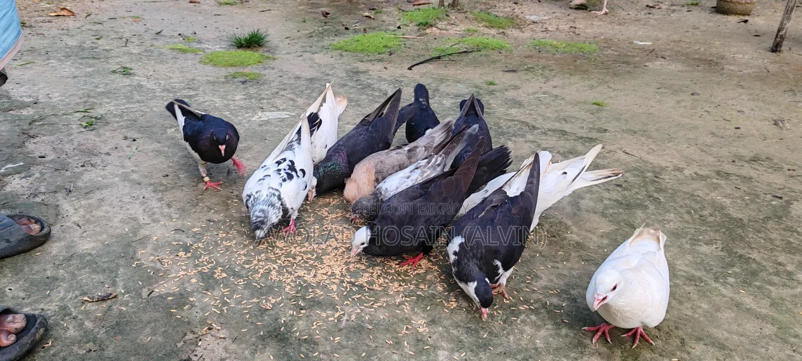 কবুতর গিরিবাজ