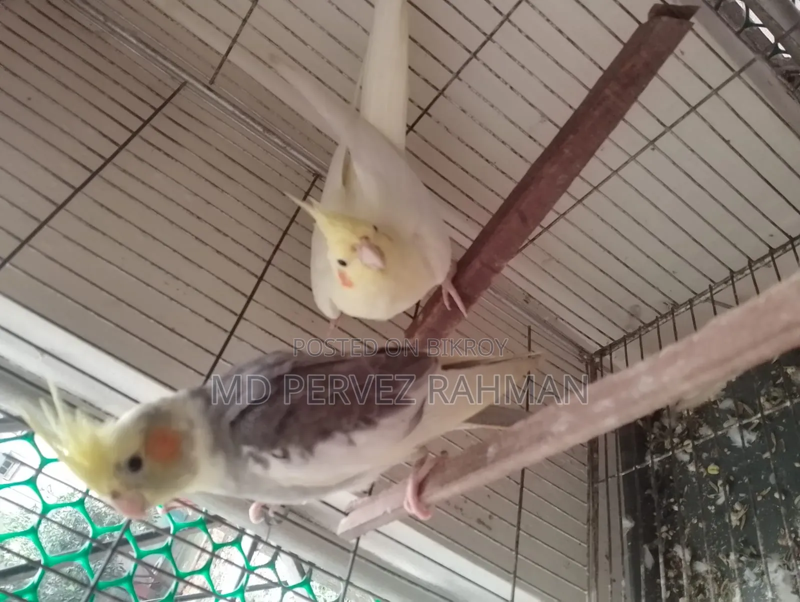 Master Pair Cocktail