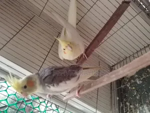Master Pair Cocktail