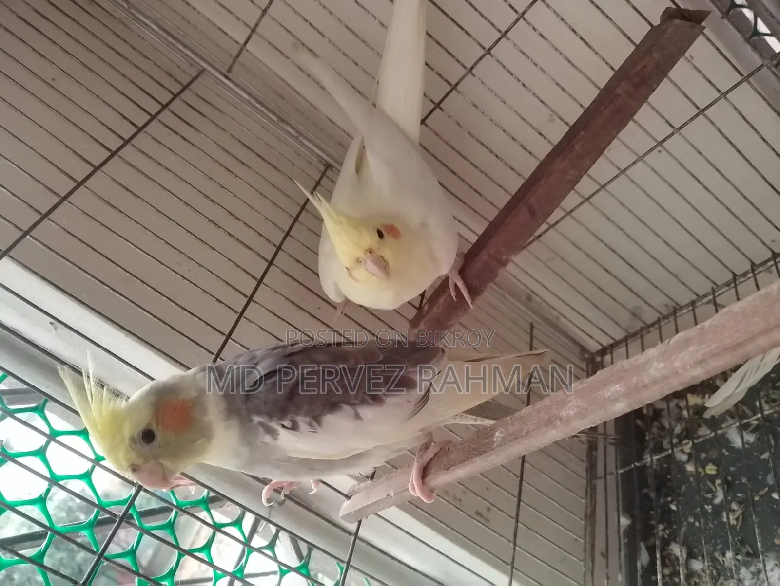 Master Pair Cocktail